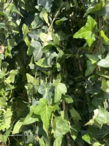 Foglie di Hedera helix - Vivai Frappetta