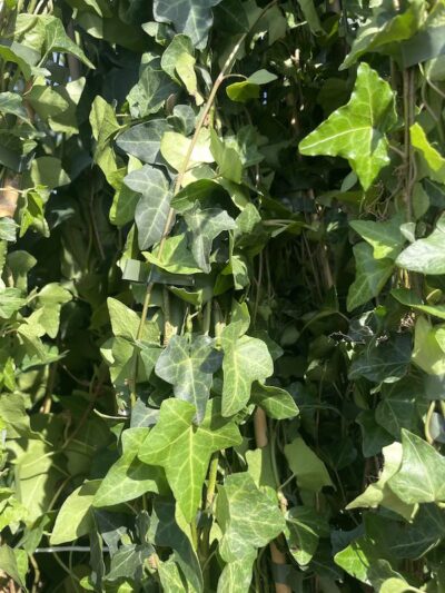Foglie di Hedera helix - Vivai Frappetta