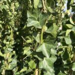 Foglie di Hedera hibernica - Vivai Frappetta
