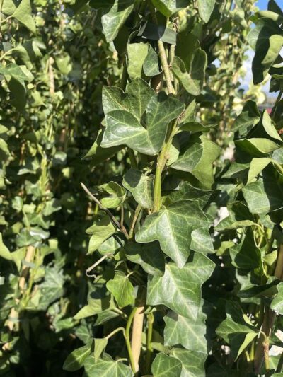 Foglie di Hedera hibernica - Vivai Frappetta