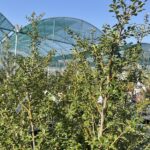 Foglie di Ilex crenata 'Glory Gem'