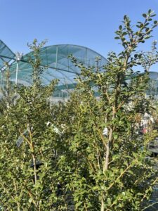 Foglie di Ilex crenata 'Glory Gem'