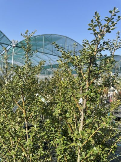 Foglie di Ilex crenata 'Glory Gem'