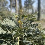 Foglie di Mahonia x media 'Charity'