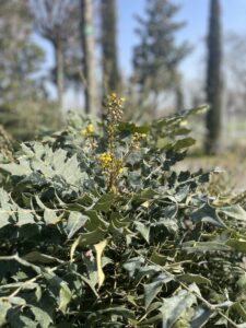 Foglie di Mahonia x media 'Charity'