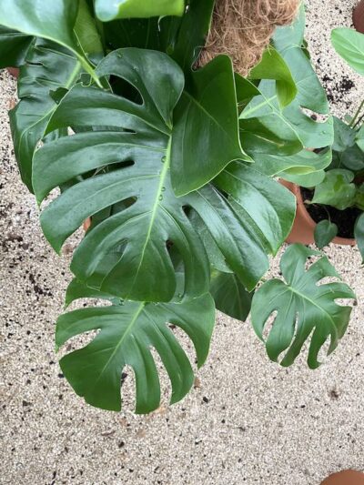 Foglie di Monstera deliciosa Vivai Frappetta