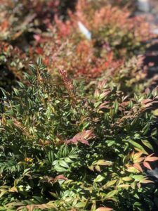 Foglie di Nandina domestica 'Gulf Stream'