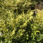 Foglie di Nandina domestica 'Lemon Lime'