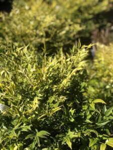 Foglie di Nandina domestica 'Lemon Lime'