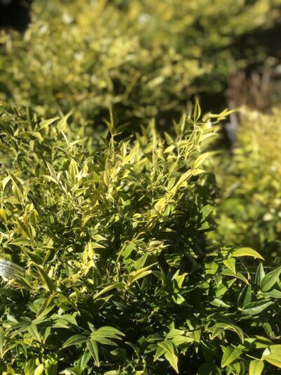 Foglie di Nandina domestica 'Lemon Lime'