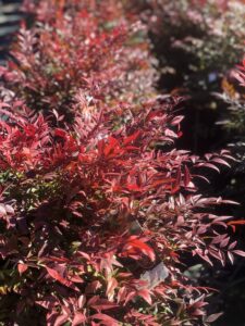Foglie di Nandina domestica 'Obsessed'
