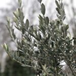 Foglie di olivo Picholine