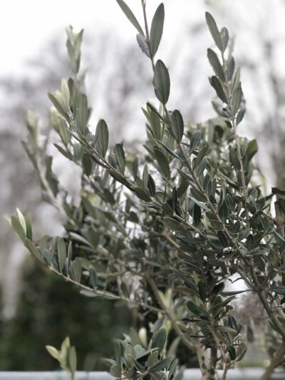 Foglie di olivo Picholine