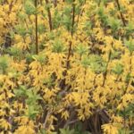 Forsythia viridissima - FORSIZIA