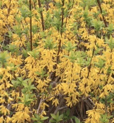 Forsythia viridissima - FORSIZIA