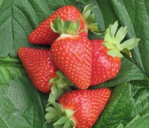 Fragola Murano - frutti