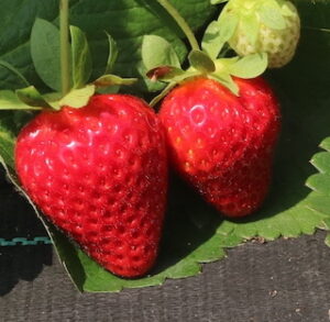 Fragola Xante® - frutto