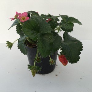 piantina di fragola fragoo hot pink frisan