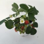 piantina di fragola fragoo white beltran