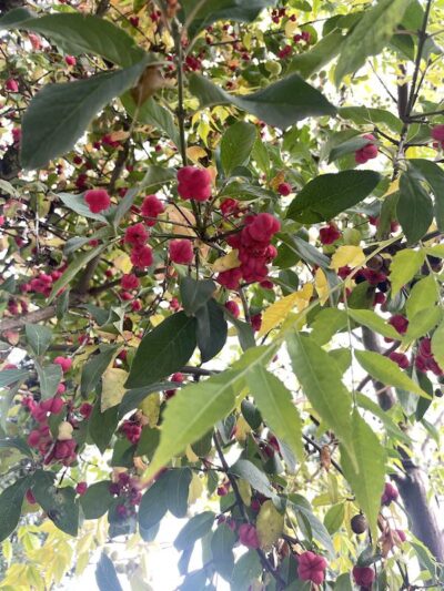 Frutti Euonymus europaeus - Vivai Frappetta