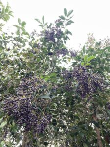 Frutti Ligustrum japonicum - Vivai Frappetta