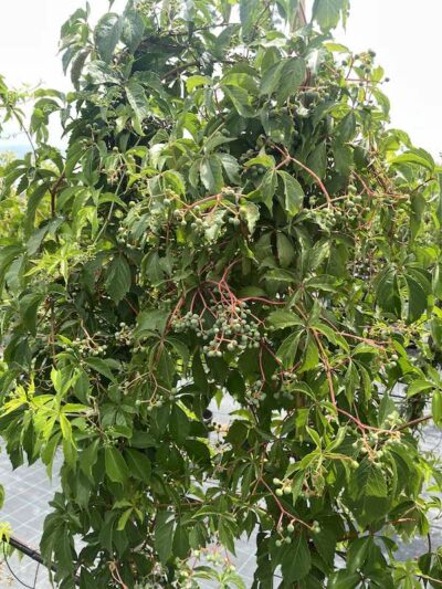 Frutti Parthenocissus quinquefolia VITE DEL CANADA - Vivai Frappetta