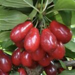 Frutto Cornus mas CORNIOLO