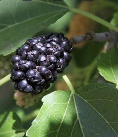 Frutto Morus nigra Gelso Nero