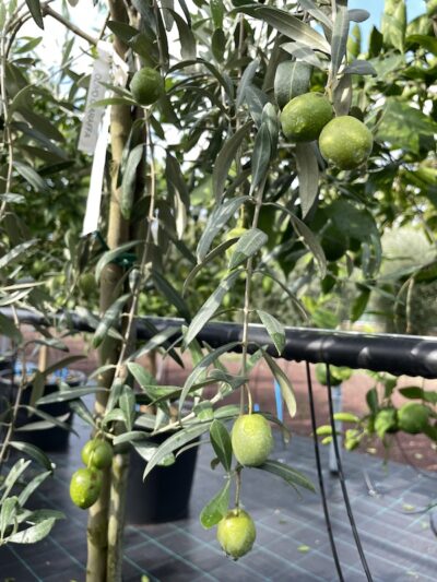 Frutto Olivo Giarraffa