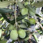 Frutto Olivo Nocellara Messinese - Vivai Frappetta