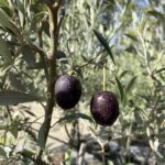 Frutto Olivo Sant'Agostino