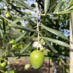 Frutto Olivo Santa Caterina - Vivai Frappetta