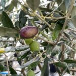 Frutto Olivo Uovo di Piccione