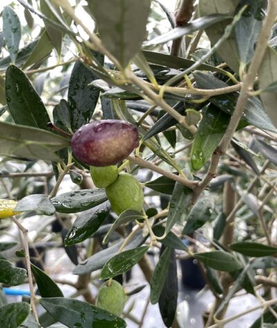 Frutto Olivo Uovo di Piccione