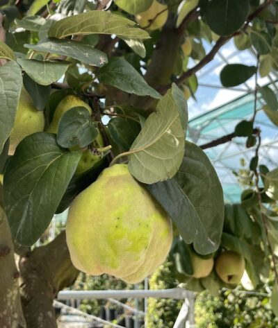 Frutto Pero Cotogno