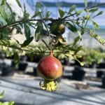 Frutto Punica granatum ‘Nana’ MELOGRANO NANO DELLE ANTILLE