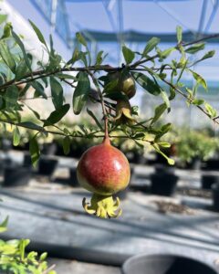 Frutto Punica granatum ‘Nana’ MELOGRANO NANO DELLE ANTILLE