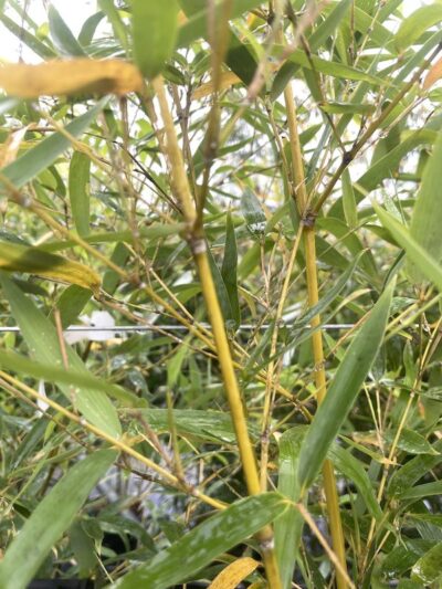 Fusti di Phyllostachys aurea Vivai Frappetta