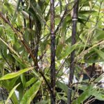 Fusti di Phyllostachys nigra - Vivai Frappetta