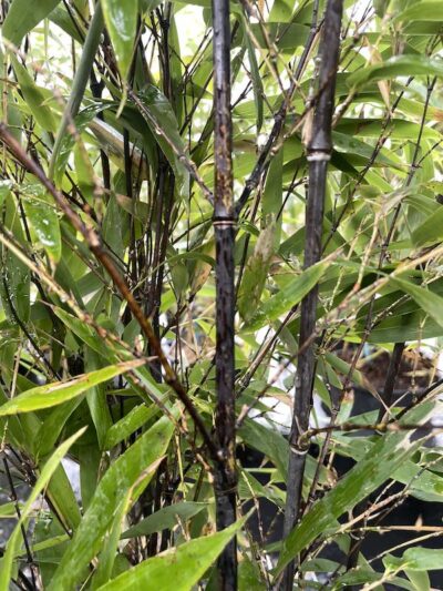 Fusti di Phyllostachys nigra - Vivai Frappetta