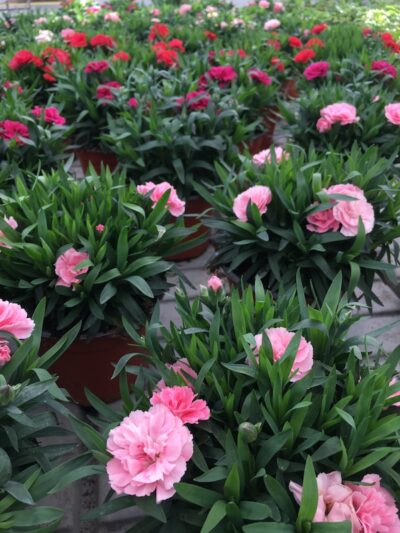 GAROFANO Dianthus caryophyllus in vivaio