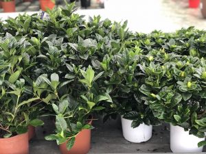 Gardenia 'Grandiflora' (sx) e 'Jasminoides' (dx)