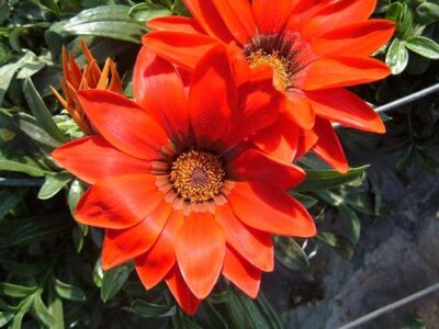 fiori di gazania rigens