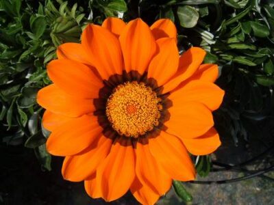 fiore di gazania rigens