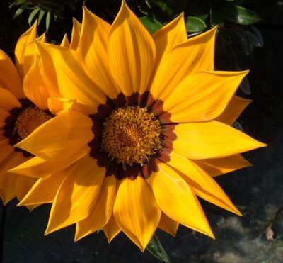 fiore di gazania rigens
