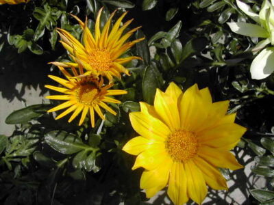 fiori di gazania rigens
