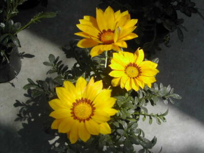 fiori di gazania rigens