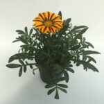 Piantina di Gazania rigens
