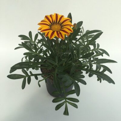Piantina di Gazania rigens