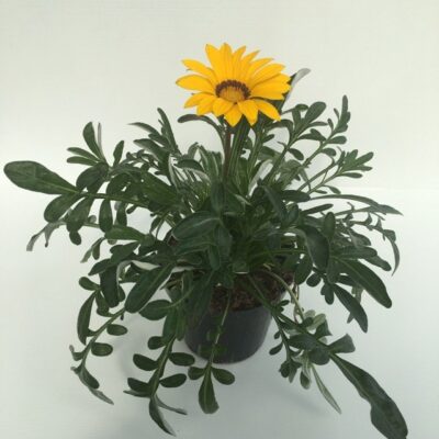 piantina di gazania rigens